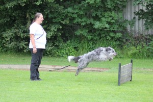 Vöcklabrucker Suchhunde top