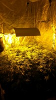 Polizei stellt Cannabis-Growbox sicher