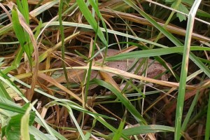 Tigerpython in Gmunden entdeckt