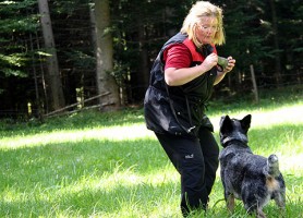 Vöcklabrucker Suchhunde zeigten Einsatzfreude und hohe Motivation bei Trainingswoche