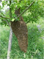 Biene – Mensch – Natur – im Einklang (2)