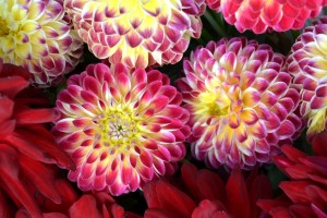 dahlien