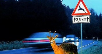 Lenker verriss Auto wegen Rehen
