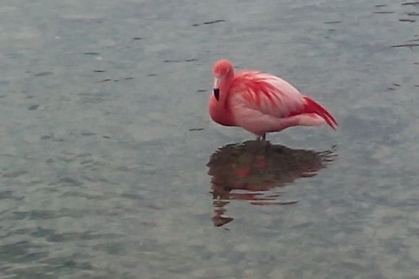 flamingos am traunsee (3)