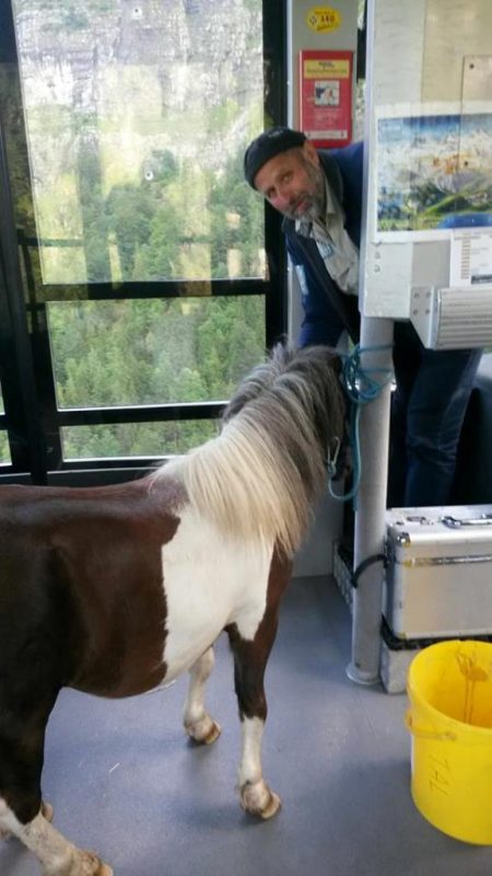 Pony-Transport mit der Seilbahn zur Gjaidlam
