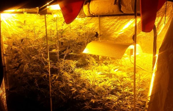 Polizei findet zwei Cannabis-Indooranlagen