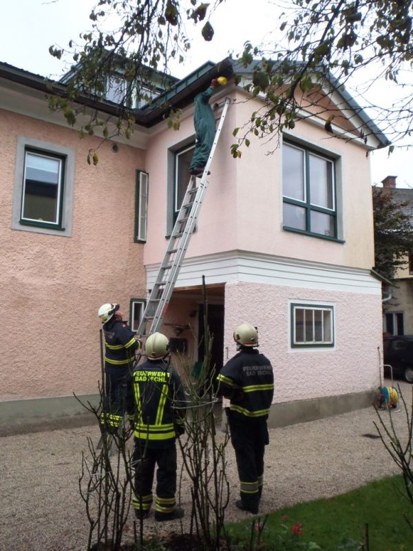 wespennest-bad-ischl-1