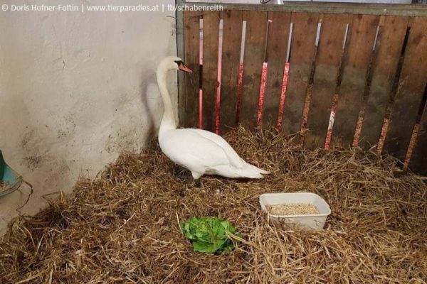 schwan_4