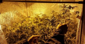 Verkehrskontrolle führte zu Drogenplantage