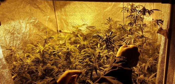 Verkehrskontrolle führte zu Drogenplantage