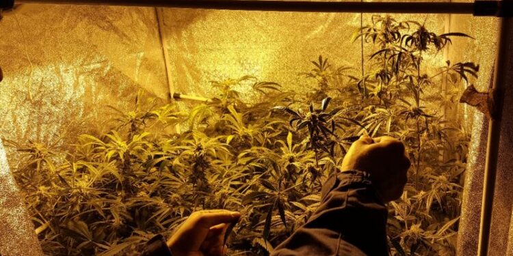 20 Jahre lang zuhause Cannabis angebaut