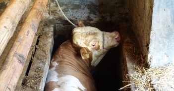 Stier in Güllekanal eingebrochen