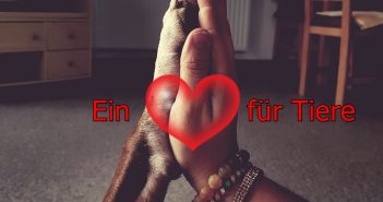 „Tag der offenen Tür“ im Tierheim Altmünster