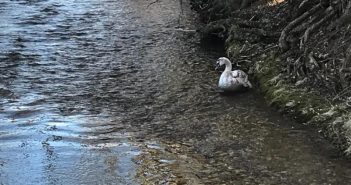 Tierrettung bei der Wehranlage Agerbrücke