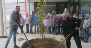 Ein Ginko für die Volksschule Seewalchen