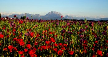 Mohn so weit das Auge reicht