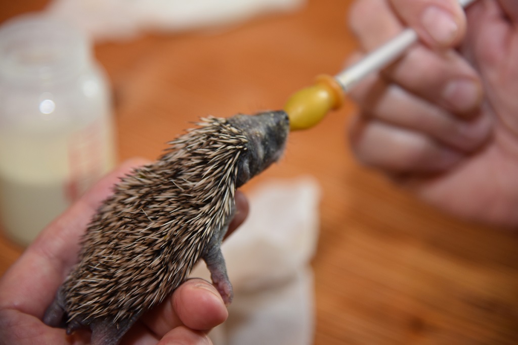 Winterschlaf der Igel Schlafplätze gesucht salzi.at