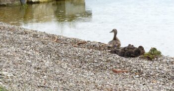 Uferrückbau als Vorbild für Naturschutzmaßnahmen am Mondsee