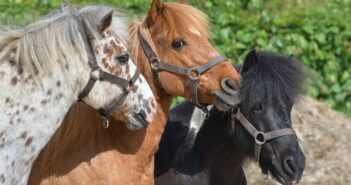 Elf entlaufene Ponys auf Salzkammergutstraße