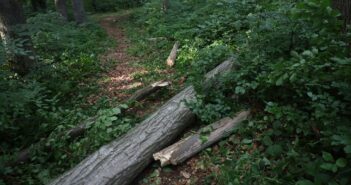 Schwerer Forstunfall in einem Waldstück in Gmunden