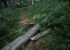 Schwerer Forstunfall in einem Waldstück in Gmunden