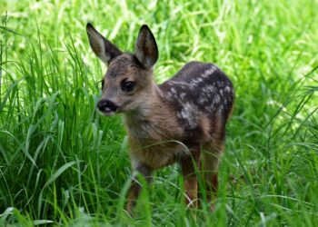 Wildtierstation Igelhof Aurachtal sagt DANKE