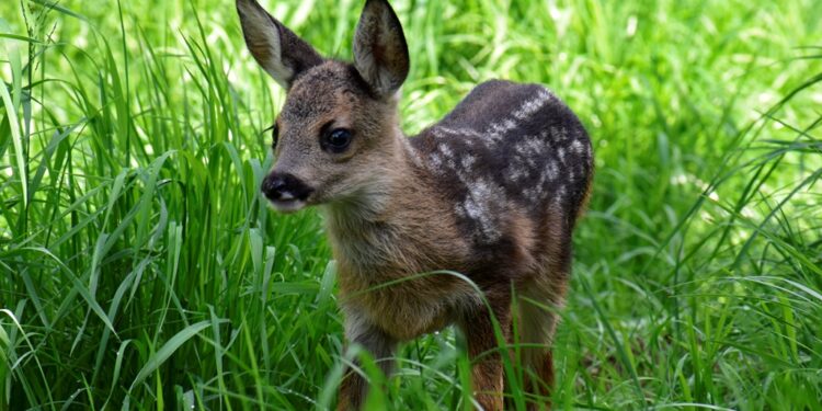Wildtierstation Igelhof Aurachtal sagt DANKE