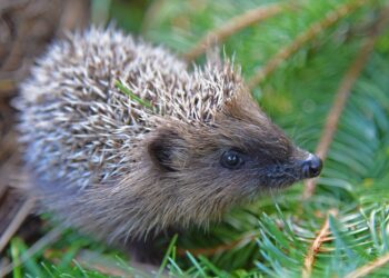 Warnung für Tierfreunde – Osterfeuer und die tödliche Gefahr