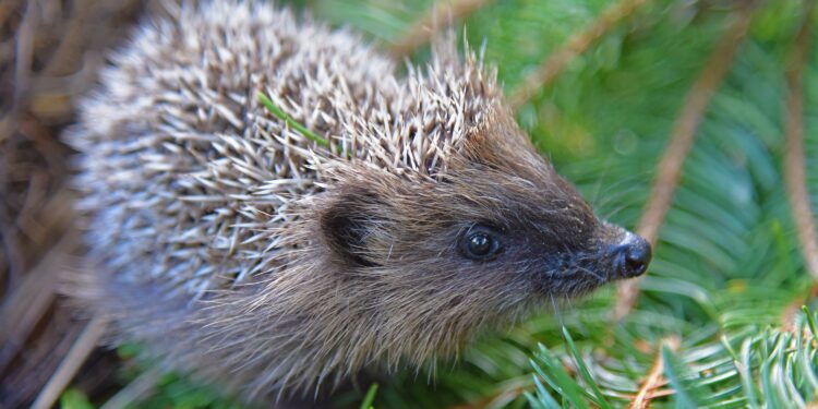 Warnung für Tierfreunde – Osterfeuer und die tödliche Gefahr