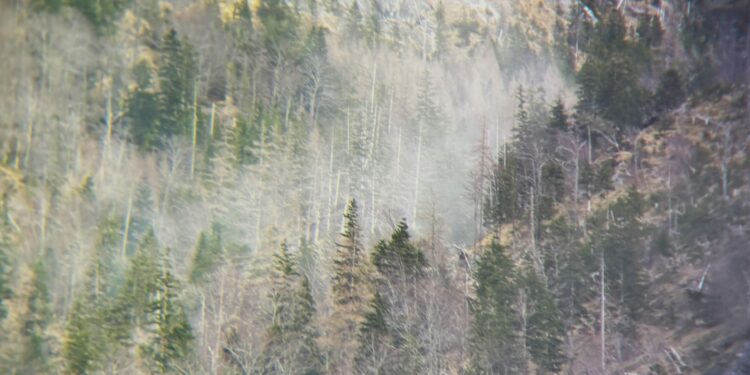Waldbrand durch staubige Trockenheit