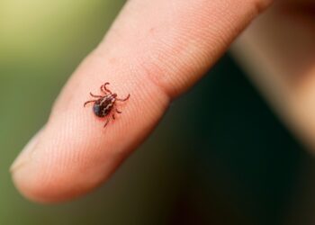 Zeckenschutzimpfung in Altmünster