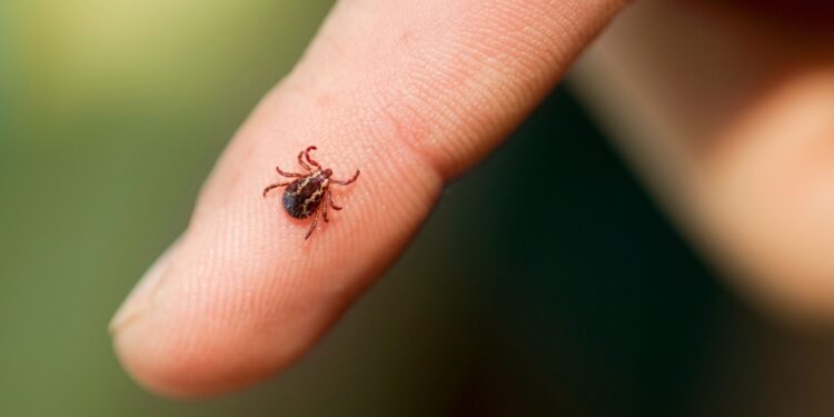 Zeckenschutzimpfung in Altmünster