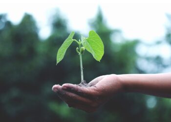 Pflanzenmarkt am Marktplatz Altmünster