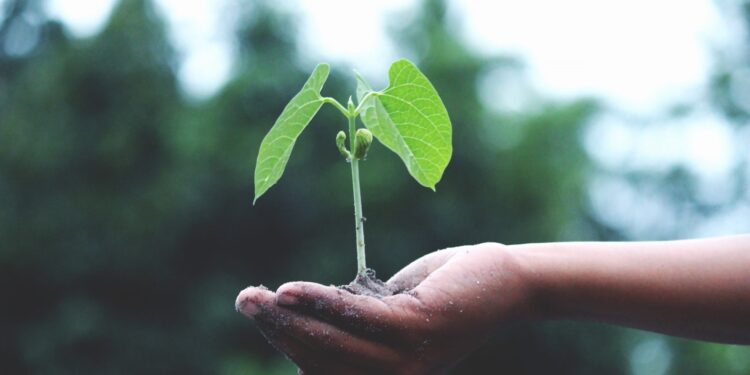 Pflanzenmarkt am Marktplatz Altmünster