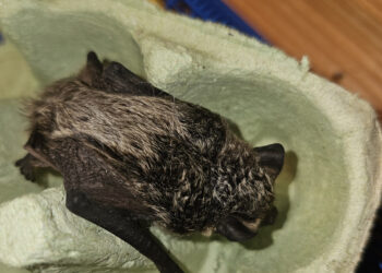 Rettung einer Fledermaus-Junger Held zeigt beeindruckenden Tierschutzgedanken