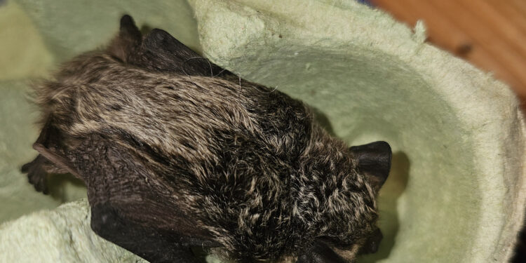 Rettung einer Fledermaus-Junger Held zeigt beeindruckenden Tierschutzgedanken