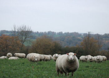 Wollmarkt „Vom Schaf zum Garn“ im Rahmen des Wollsymposiums des Textilforums Salzkammergut