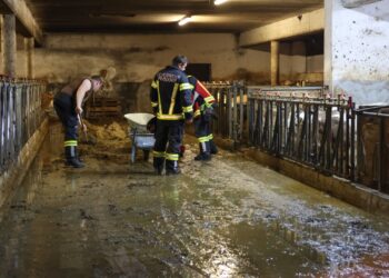 Überfluteter Stall in Gmunden