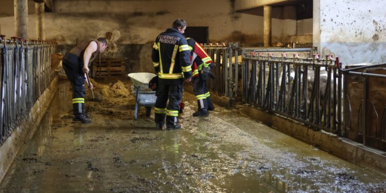 Überfluteter Stall in Gmunden