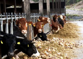 cattle, nature, cowshed