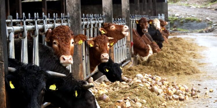 cattle, nature, cowshed