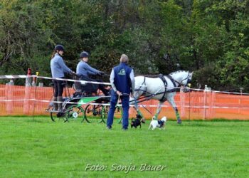 Ein Fest für Gespannfahrer und Pferdeliebhaber