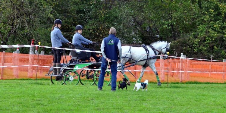 Ein Fest für Gespannfahrer und Pferdeliebhaber