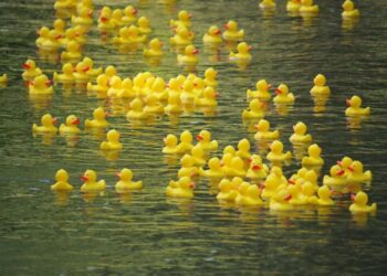 Großer Erfolg für den guten Zweck: 2.175 € bei Schwimmentenrennen gesammelt