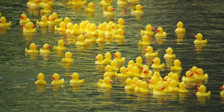 Großer Erfolg für den guten Zweck: 2.175 € bei Schwimmentenrennen gesammelt