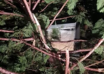 Baum stürzt auf Kinderzimmerfenster – Zwei Mädchen unverletzt