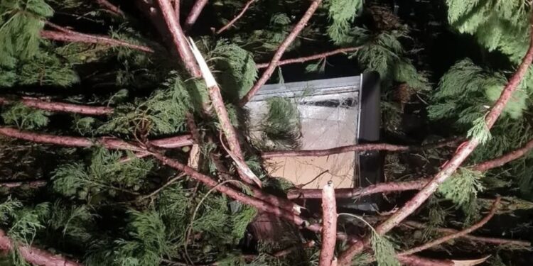 Baum stürzt auf Kinderzimmerfenster – Zwei Mädchen unverletzt