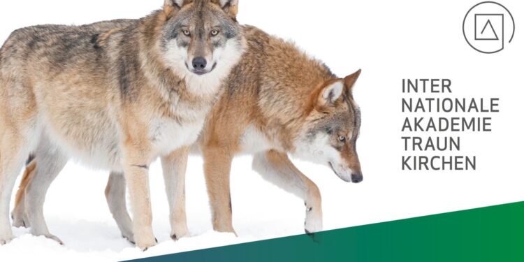 Prof. Kurt Kotrschal spricht über die Rolle des Wolfs in unserem Ökosystem