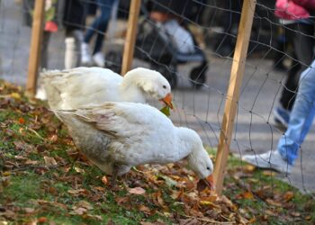 Laakirchner Martinimarkt – Stimmungsvoller Markt für die ganze Familie!