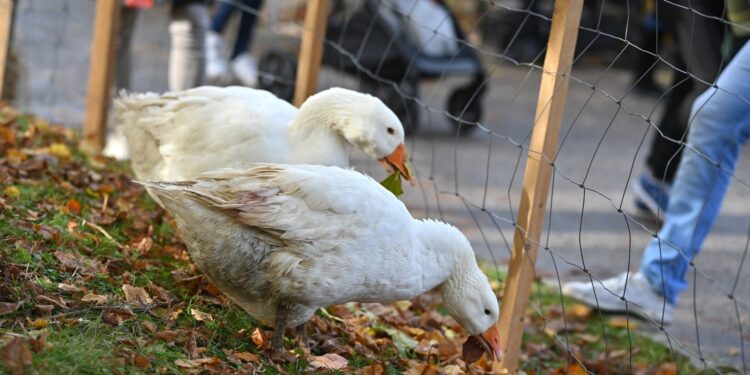 Laakirchner Martinimarkt – Stimmungsvoller Markt für die ganze Familie!